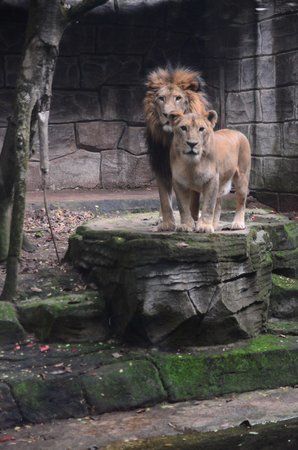 Bandung Zoo